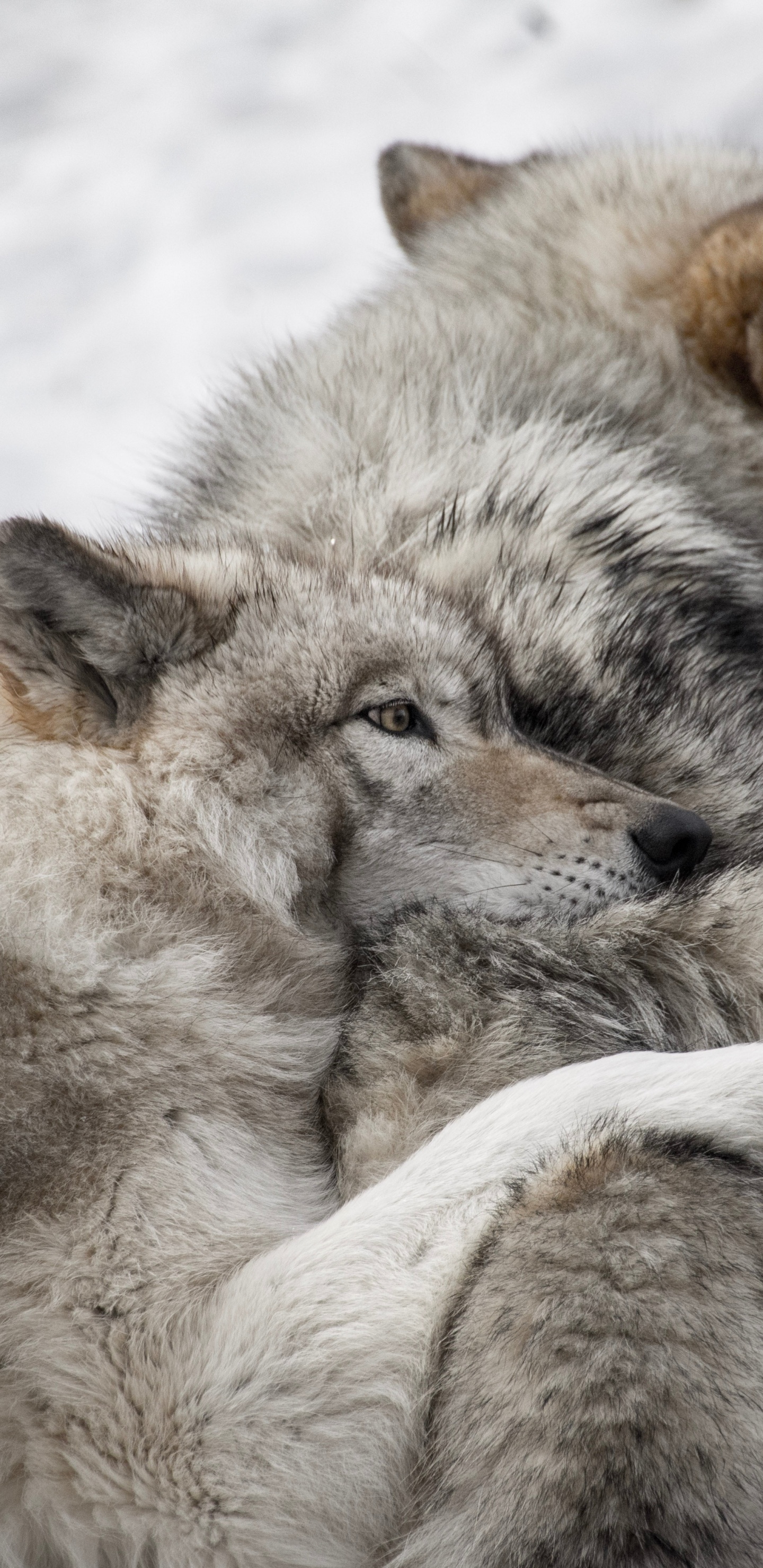 黑色狼, 野生动物, 格陵兰的狗, 狼, 那只狼狗 壁纸 1440x2960 允许