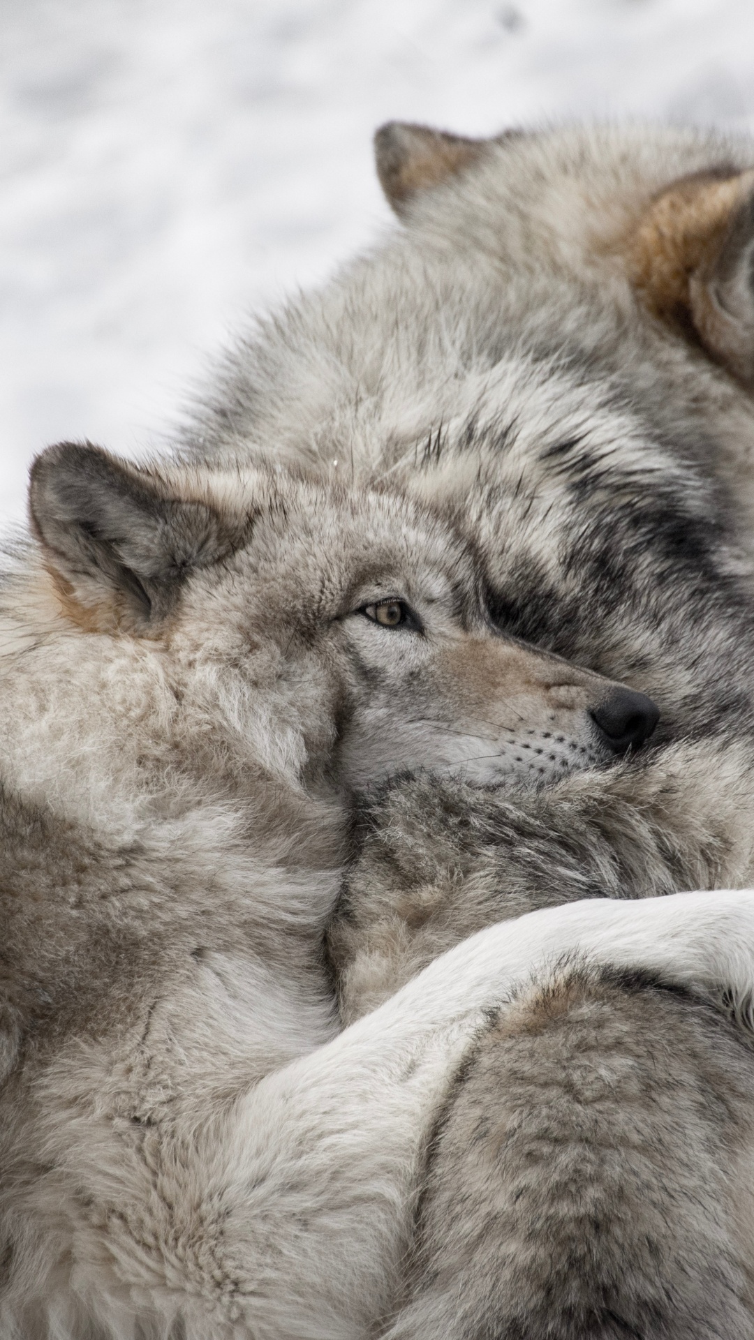 Weißer Und Brauner Wolf, Der Tagsüber Auf Schneebedecktem Boden Liegt. Wallpaper in 1080x1920 Resolution