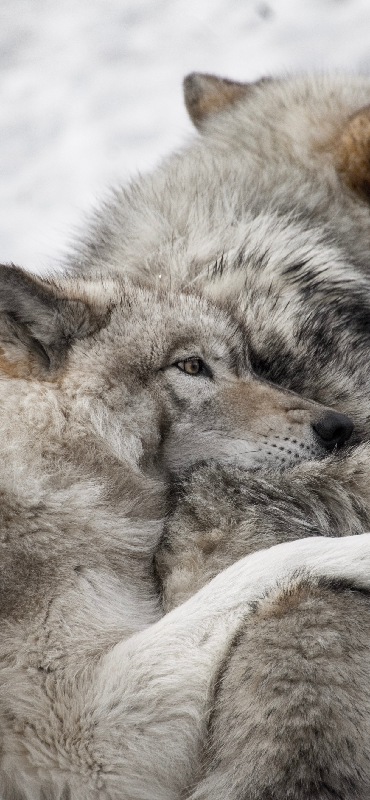 Weißer Und Brauner Wolf, Der Tagsüber Auf Schneebedecktem Boden Liegt. Wallpaper in 1242x2688 Resolution