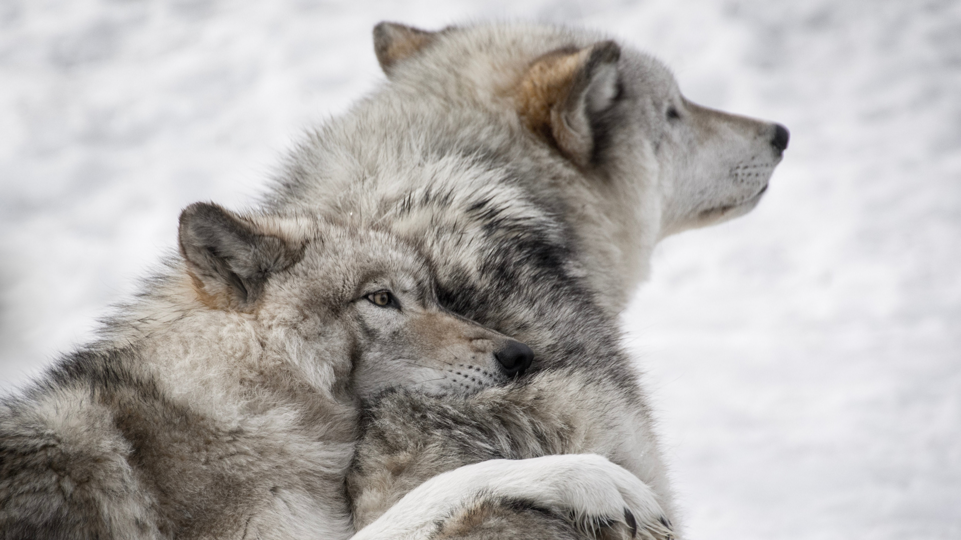 Weißer Und Brauner Wolf, Der Tagsüber Auf Schneebedecktem Boden Liegt. Wallpaper in 1920x1080 Resolution