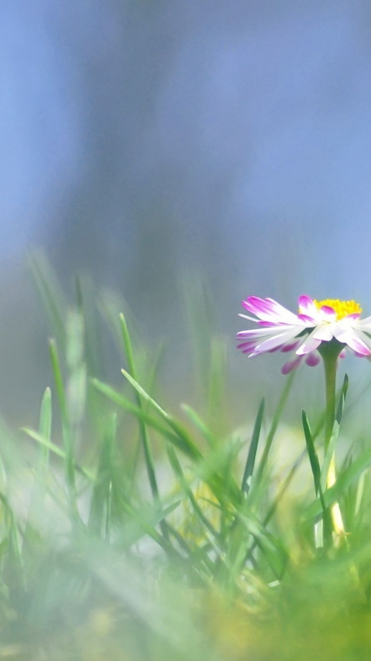 草地上, 野花, 共同的菊花, 早上, 菌群 壁纸 750x1334 允许