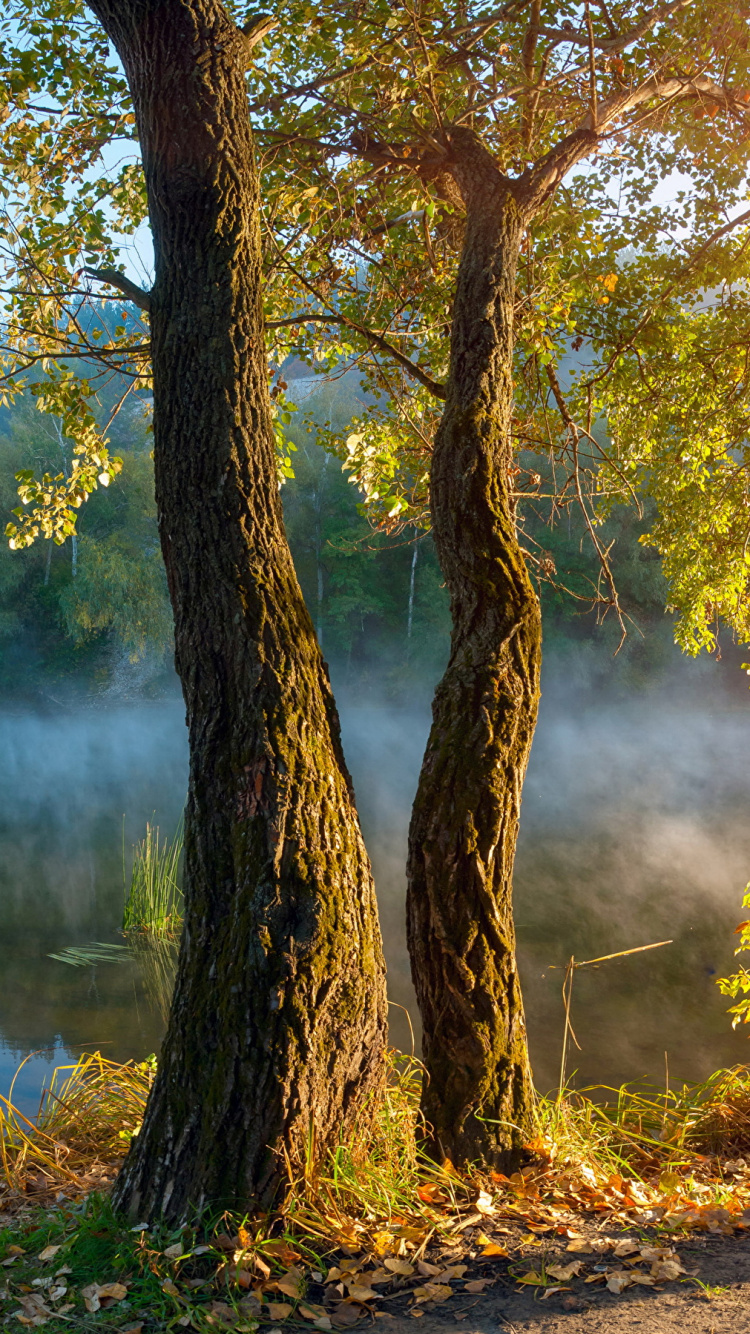 Braune Und Grüne Bäume Auf Braunem Boden. Wallpaper in 750x1334 Resolution