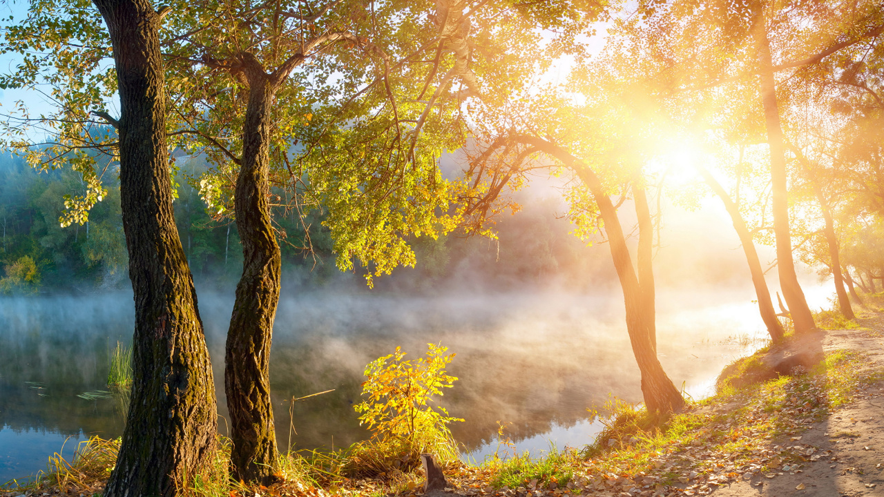 性质, 阳光, 早上, 森林, 生态系统 壁纸 1280x720 允许