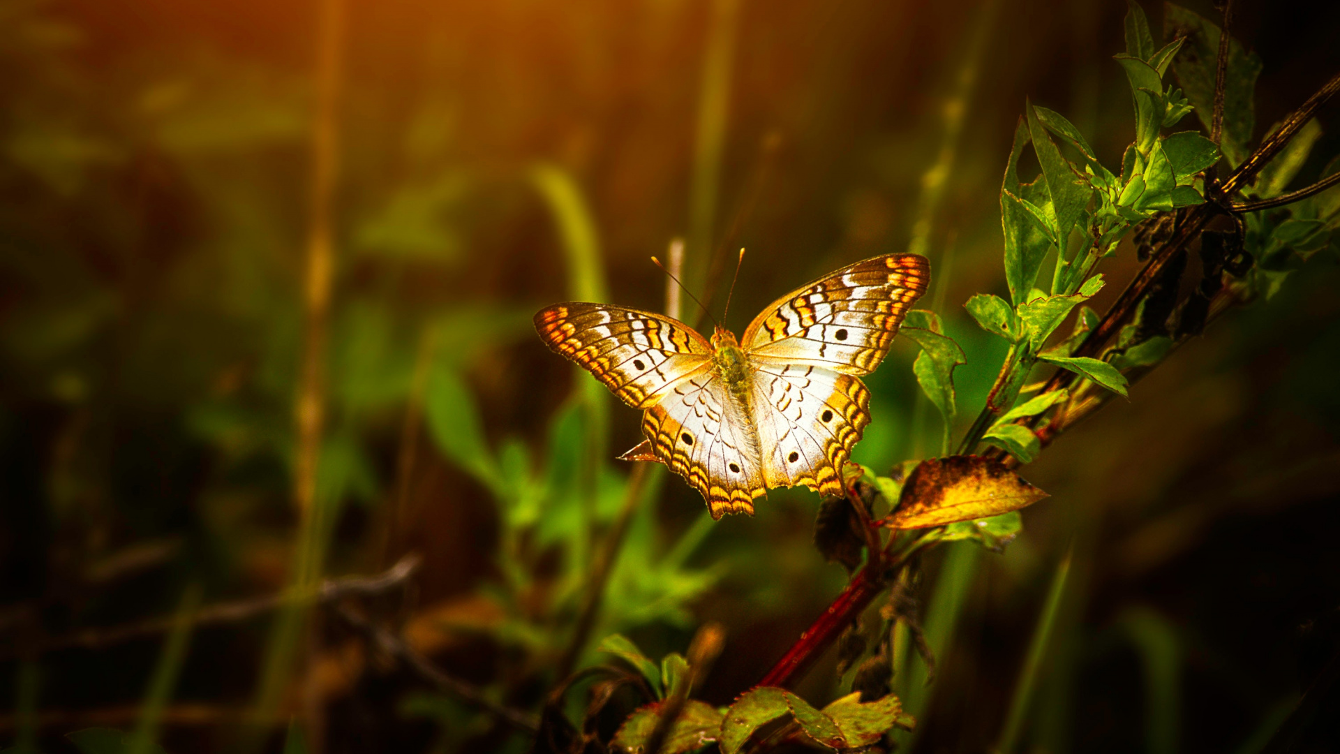 Papillon Blanc et Noir Perché Sur Une Plante Verte Pendant la Journée. Wallpaper in 1920x1080 Resolution