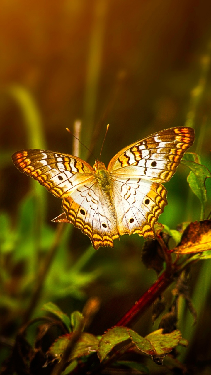 White and Black Butterfly Perched on Green Plant During Daytime. Wallpaper in 720x1280 Resolution