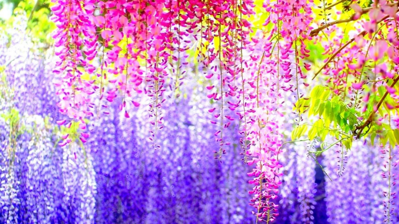 Purple and Pink Floral Textile. Wallpaper in 1280x720 Resolution
