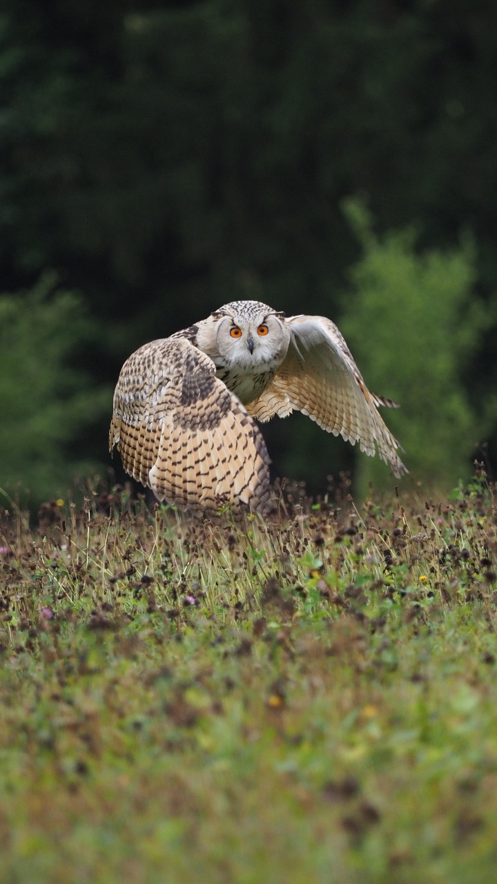 White and Black Owl on Green Grass During Daytime. Wallpaper in 720x1280 Resolution