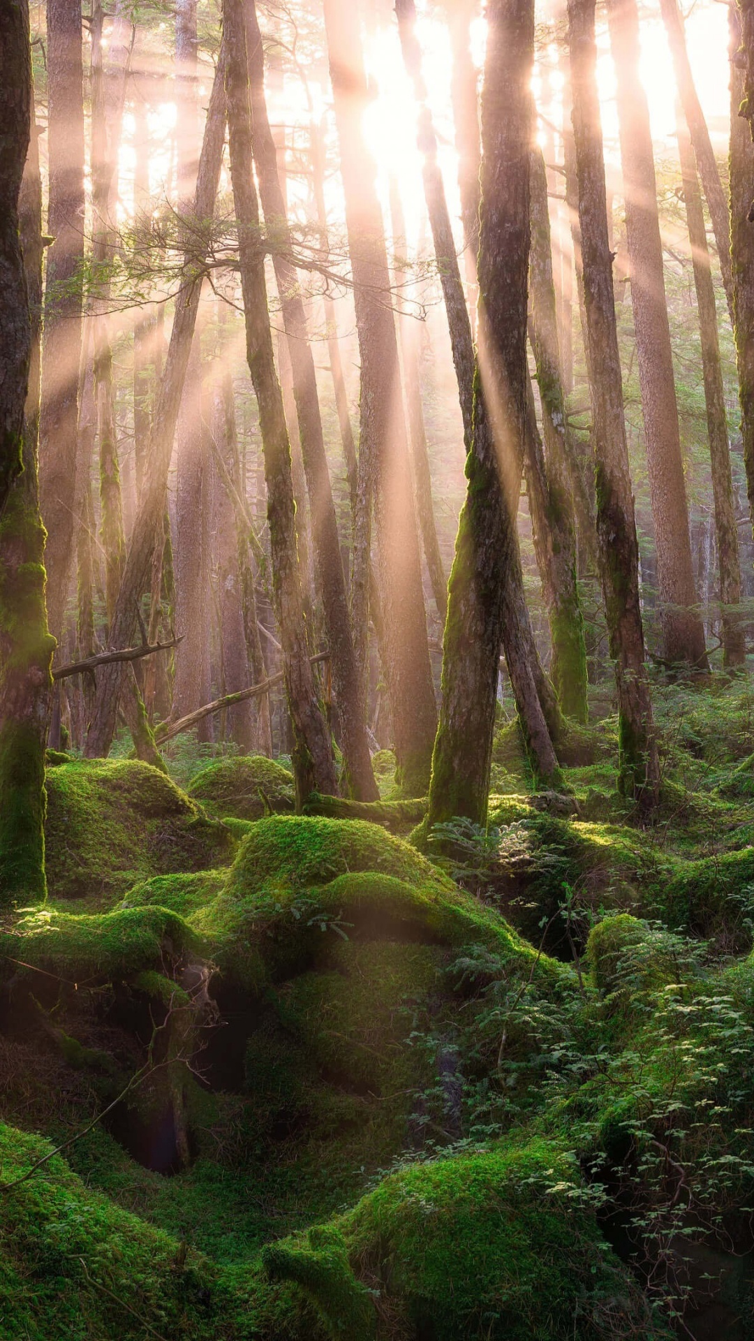Green Moss on Brown Tree Trunk During Daytime. Wallpaper in 1080x1920 Resolution