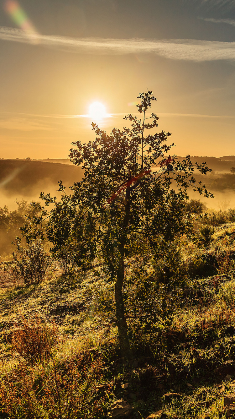 Champ D'herbe Verte Pendant le Coucher du Soleil. Wallpaper in 750x1334 Resolution