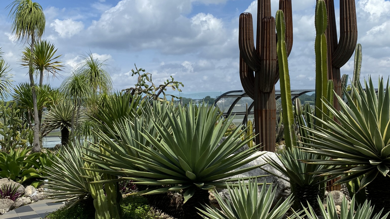Vegetation, Shrubland, Botanical Garden, Palm Trees, Landscape. Wallpaper in 1366x768 Resolution