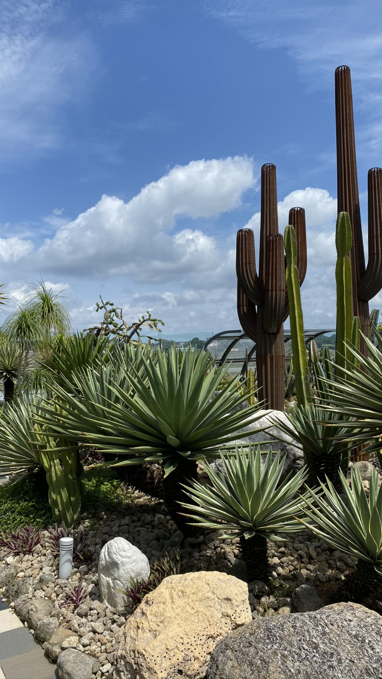 Vegetation, Shrubland, Botanical Garden, Palm Trees, Landscape. Wallpaper in 750x1334 Resolution