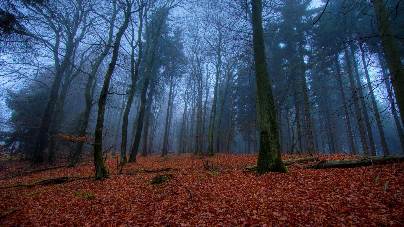 Brown Trees on Brown Dried Leaves. Wallpaper in 1366x768 Resolution