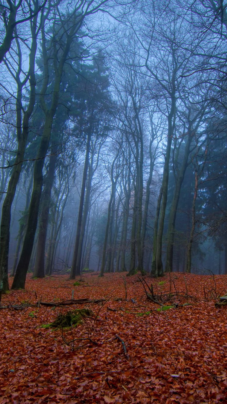 Brown Trees on Brown Dried Leaves. Wallpaper in 750x1334 Resolution