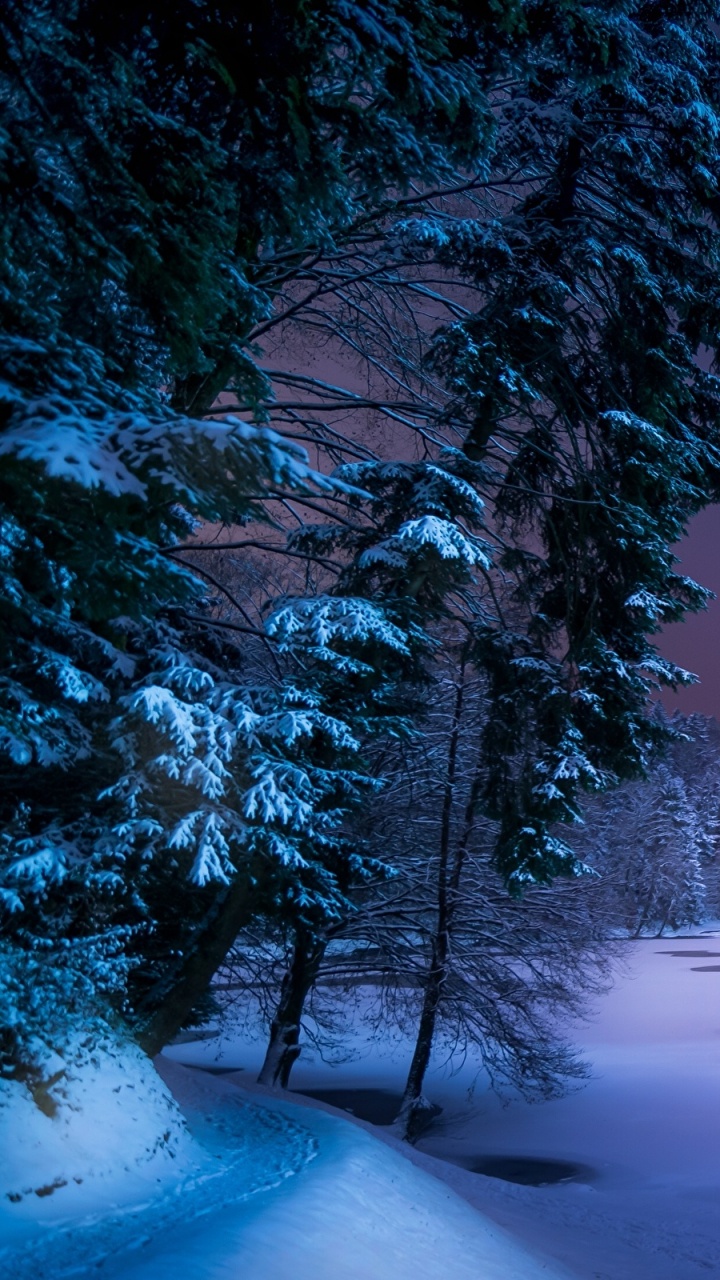 Snow Covered Trees and Lake. Wallpaper in 720x1280 Resolution