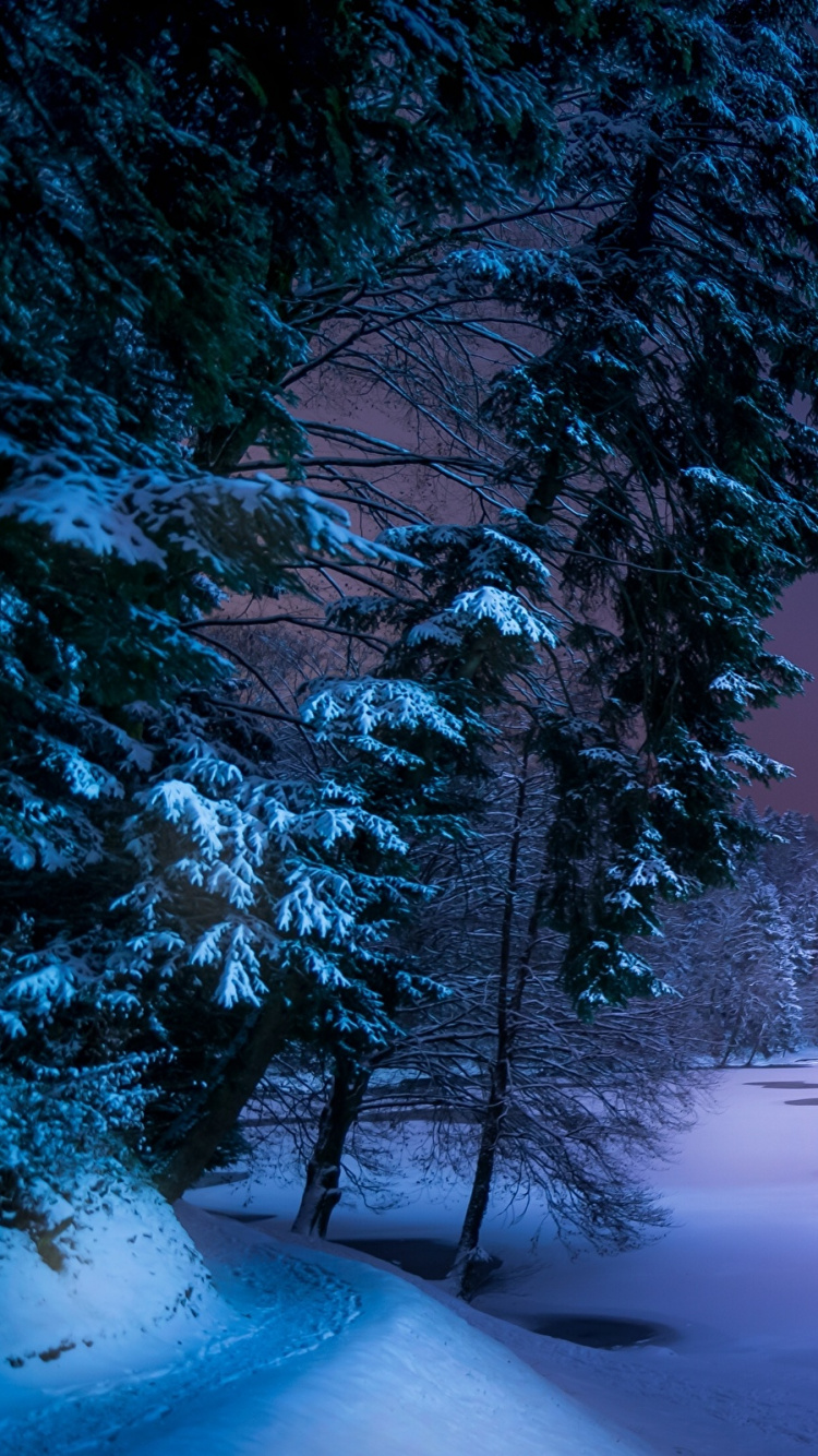 Snow Covered Trees and Lake. Wallpaper in 750x1334 Resolution