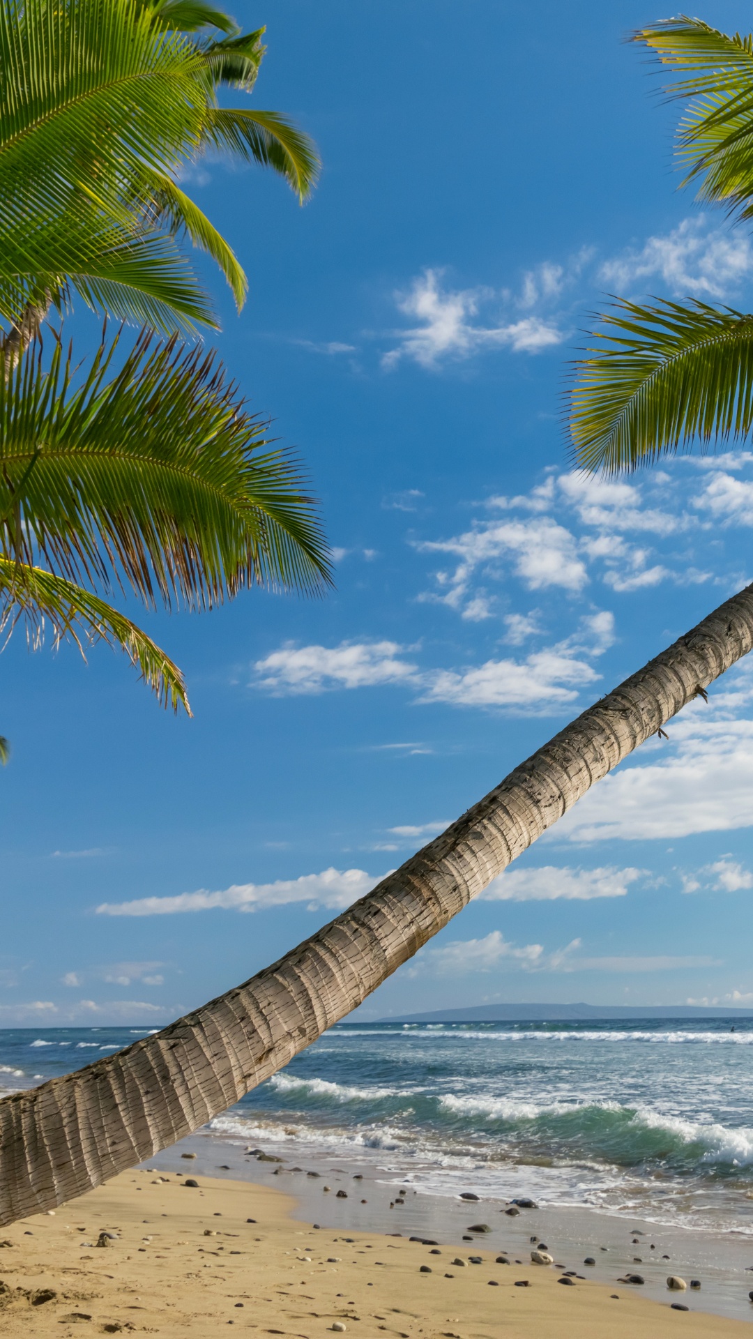 Coconut Tree on Beach Shore During Daytime. Wallpaper in 1080x1920 Resolution