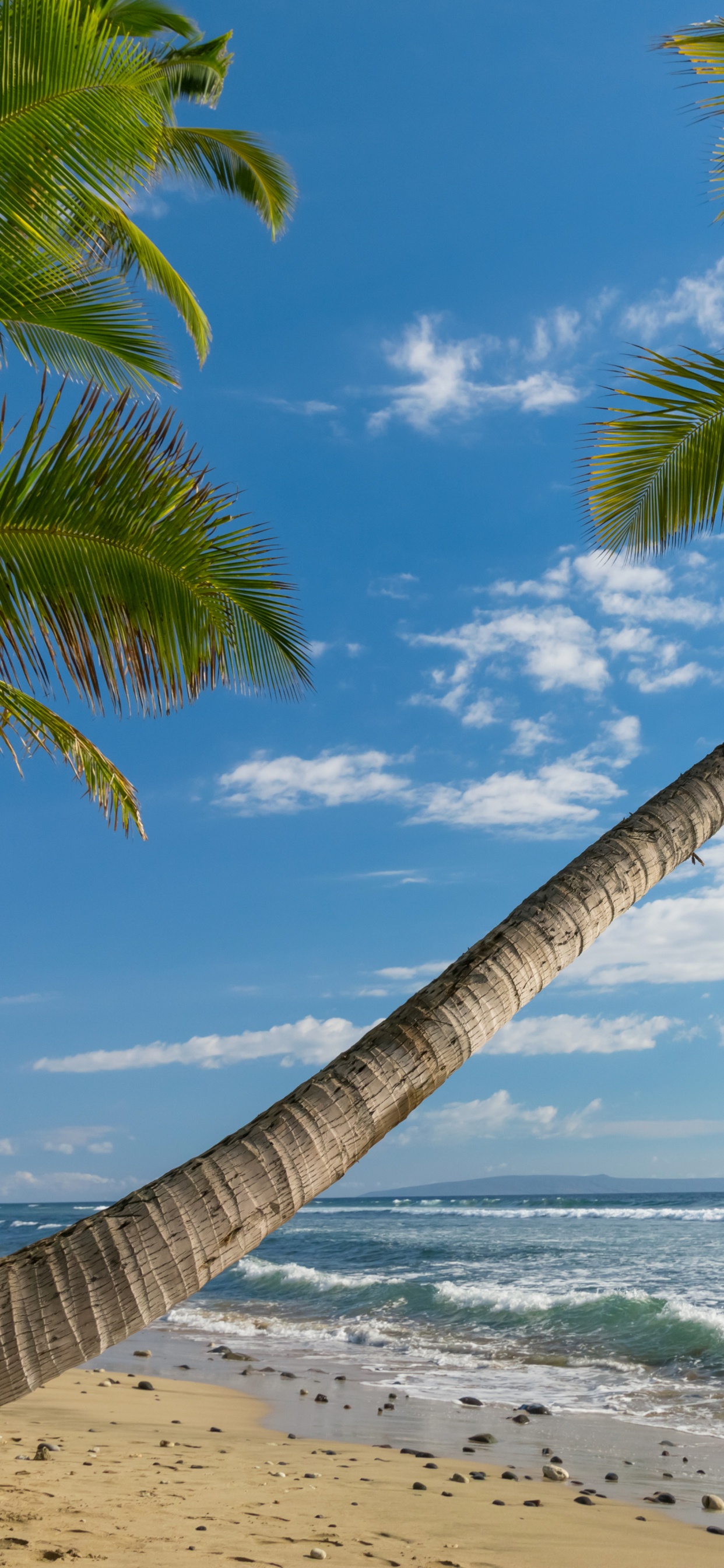 Cocotier Sur la Plage Pendant la Journée. Wallpaper in 1242x2688 Resolution