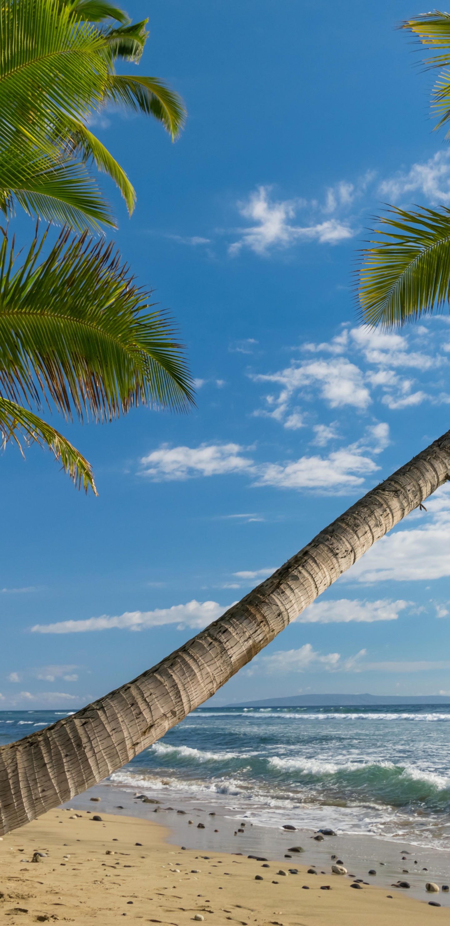 Cocotier Sur la Plage Pendant la Journée. Wallpaper in 1440x2960 Resolution