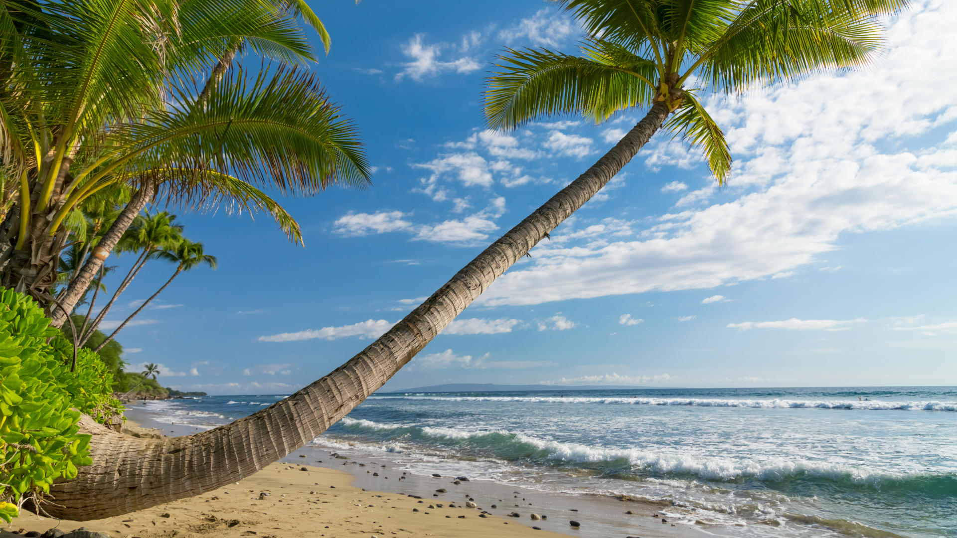 Cocotier Sur la Plage Pendant la Journée. Wallpaper in 1920x1080 Resolution