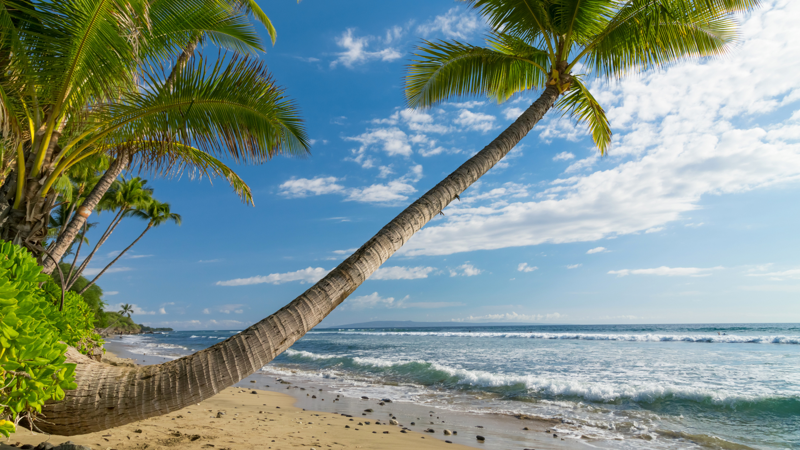 Cocotier Sur la Plage Pendant la Journée. Wallpaper in 2560x1440 Resolution