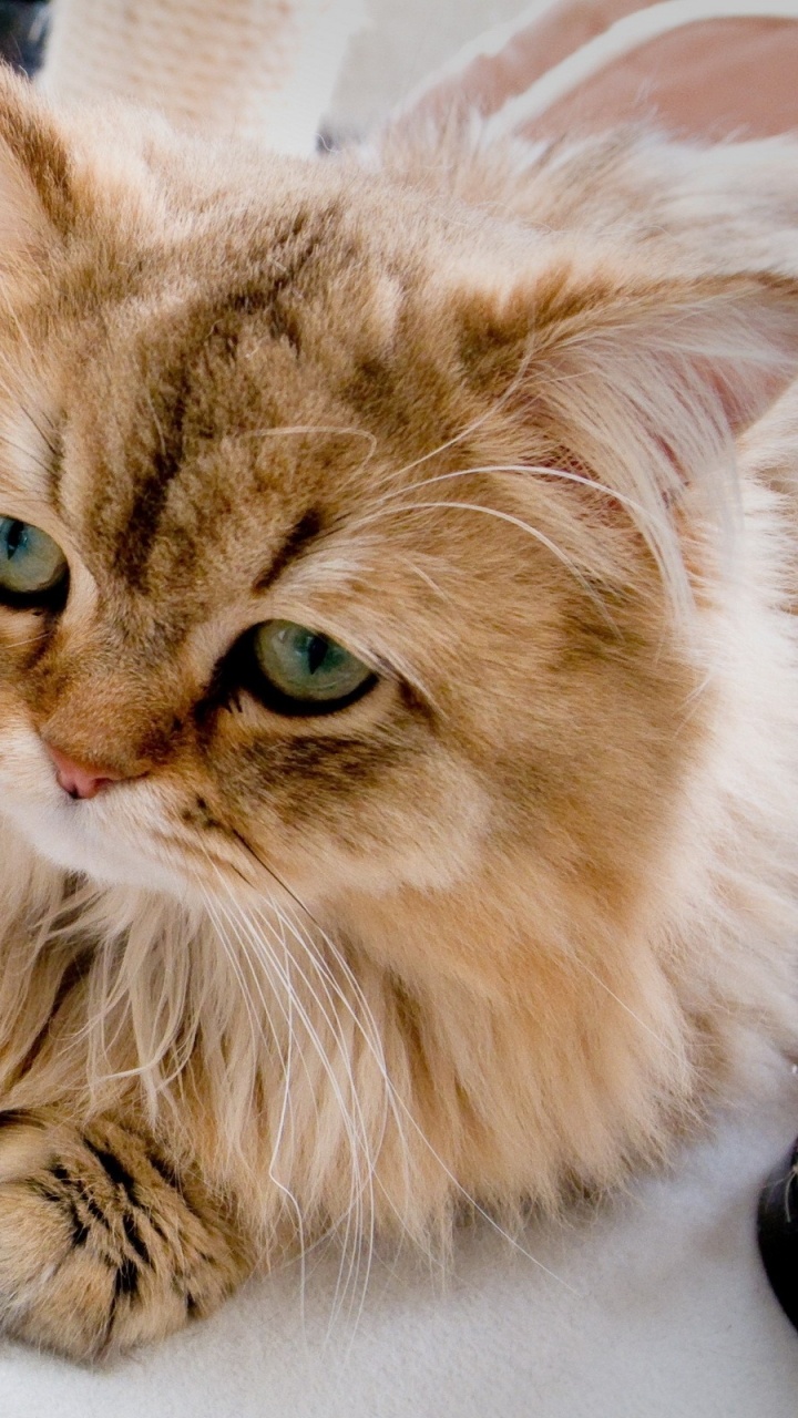 Gato de Pelo Largo Marrón y Blanco. Wallpaper in 720x1280 Resolution