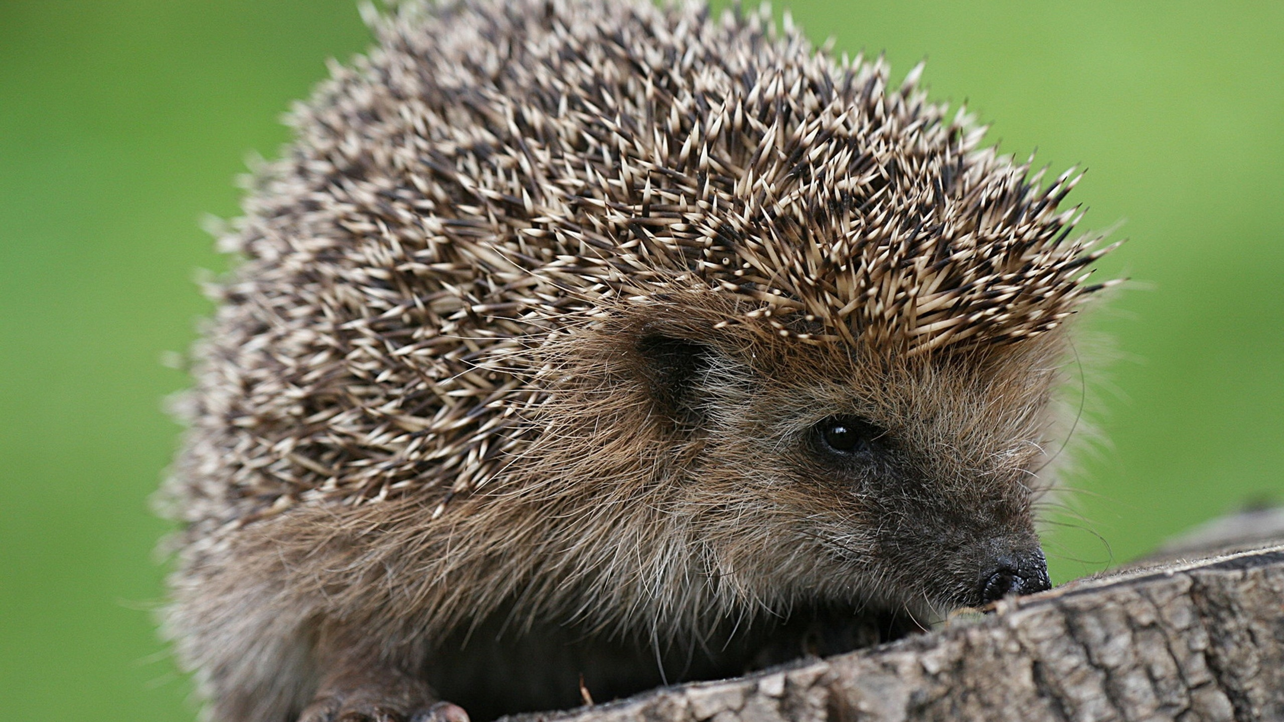 Hedgehog on Brown Tree Trunk. Wallpaper in 2560x1440 Resolution