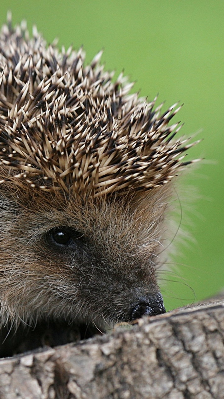Igel Auf Braunem Baumstamm. Wallpaper in 720x1280 Resolution