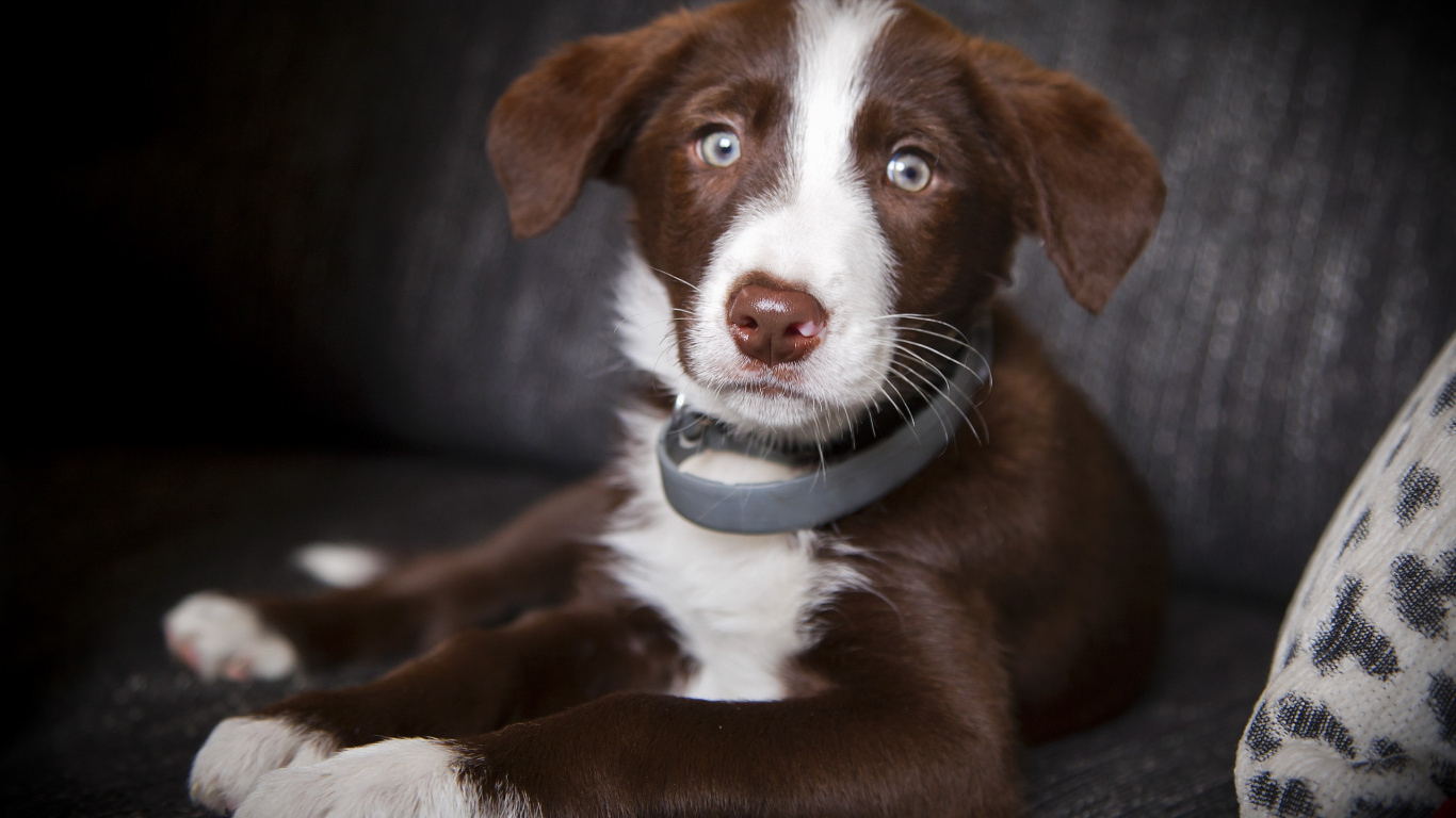 Brown and White Short Coat Medium Sized Dog Sitting on Black Leather Sofa. Wallpaper in 1366x768 Resolution