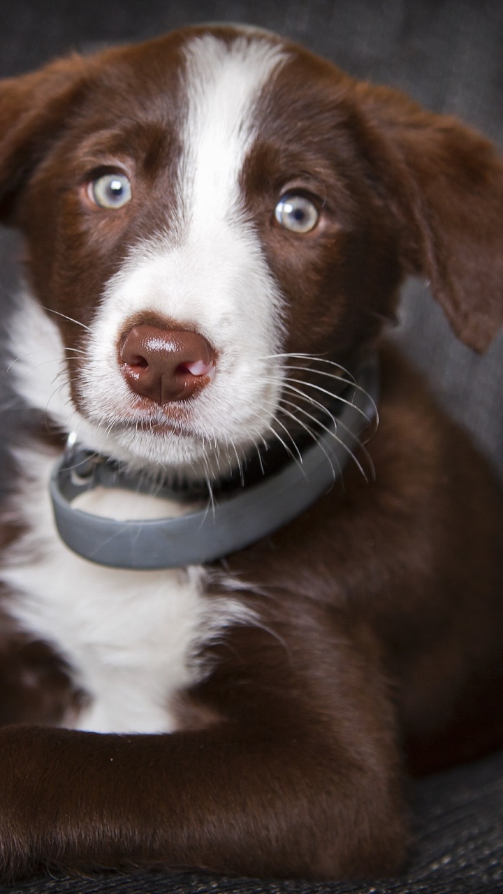 Braun-weißer Kurzmantel Mittelgroßer Hund Sitzt Auf Schwarzem Ledersofa. Wallpaper in 720x1280 Resolution