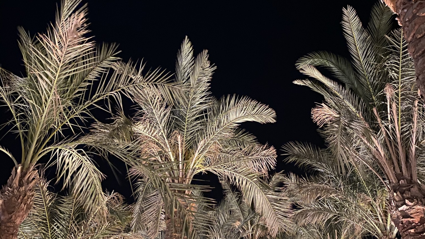 Palm Trees, Date Palm, Plant, Branch, Terrestrial Plant. Wallpaper in 1366x768 Resolution