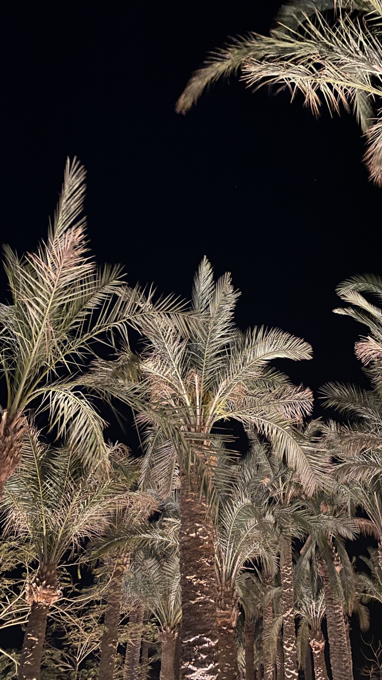 Palm Trees, Date Palm, Plant, Branch, Terrestrial Plant. Wallpaper in 750x1334 Resolution