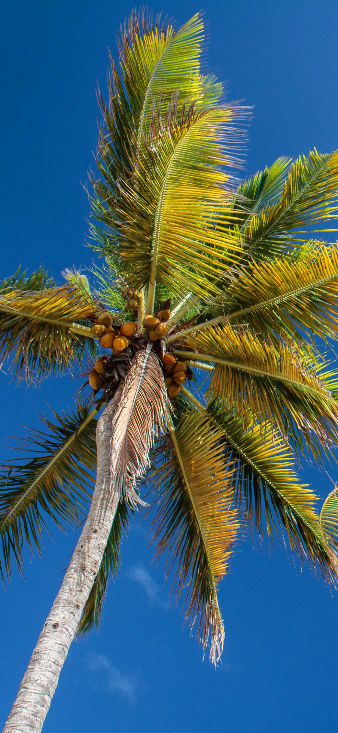 Green Palm Tree Under Blue Sky During Daytime. Wallpaper in 1125x2436 Resolution