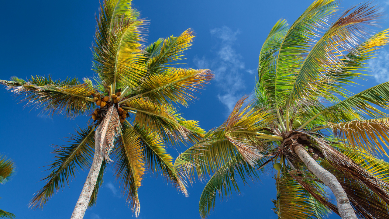 Green Palm Tree Under Blue Sky During Daytime. Wallpaper in 1280x720 Resolution
