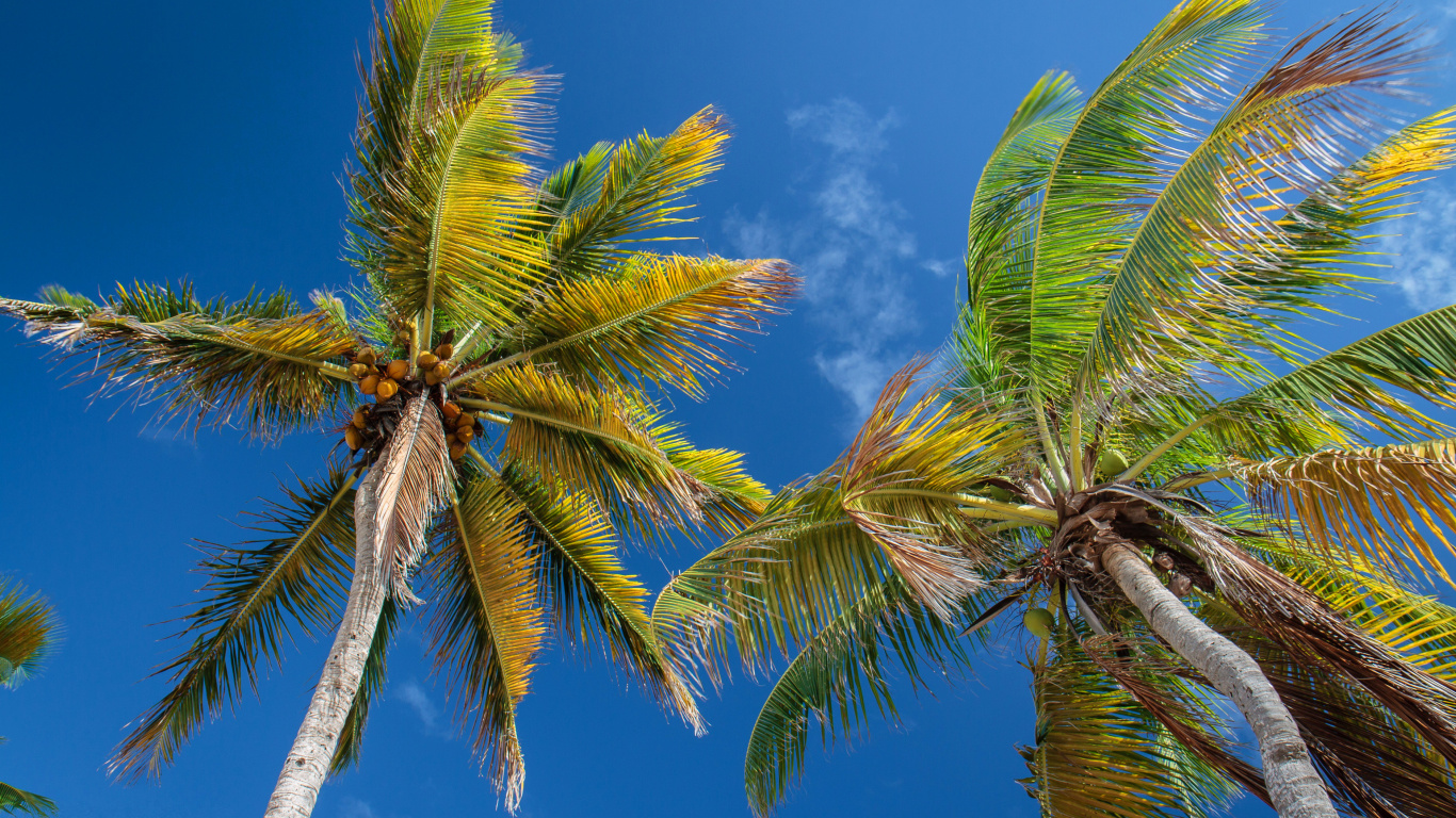 Green Palm Tree Under Blue Sky During Daytime. Wallpaper in 1366x768 Resolution