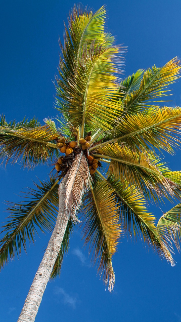 Green Palm Tree Under Blue Sky During Daytime. Wallpaper in 720x1280 Resolution