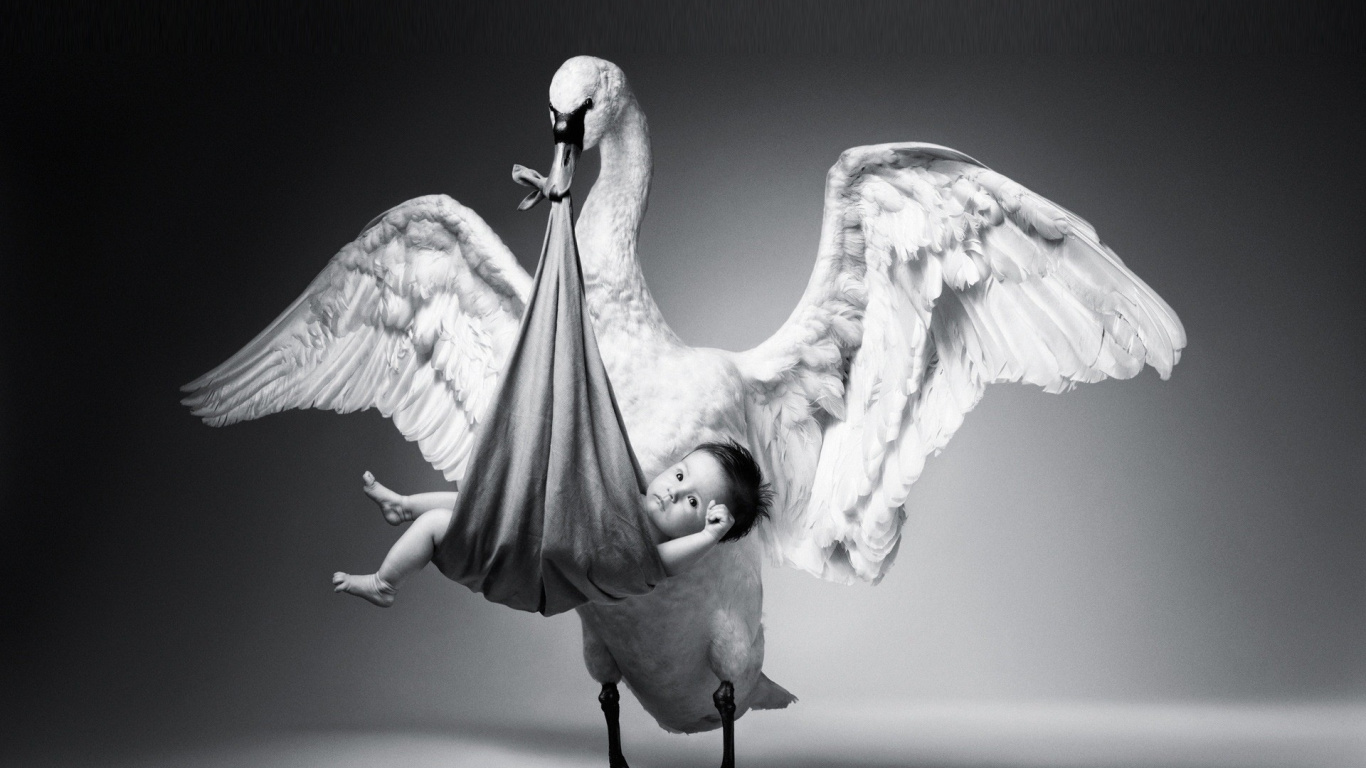 Deux Oiseaux Blancs Sur Une Surface Noire. Wallpaper in 1366x768 Resolution