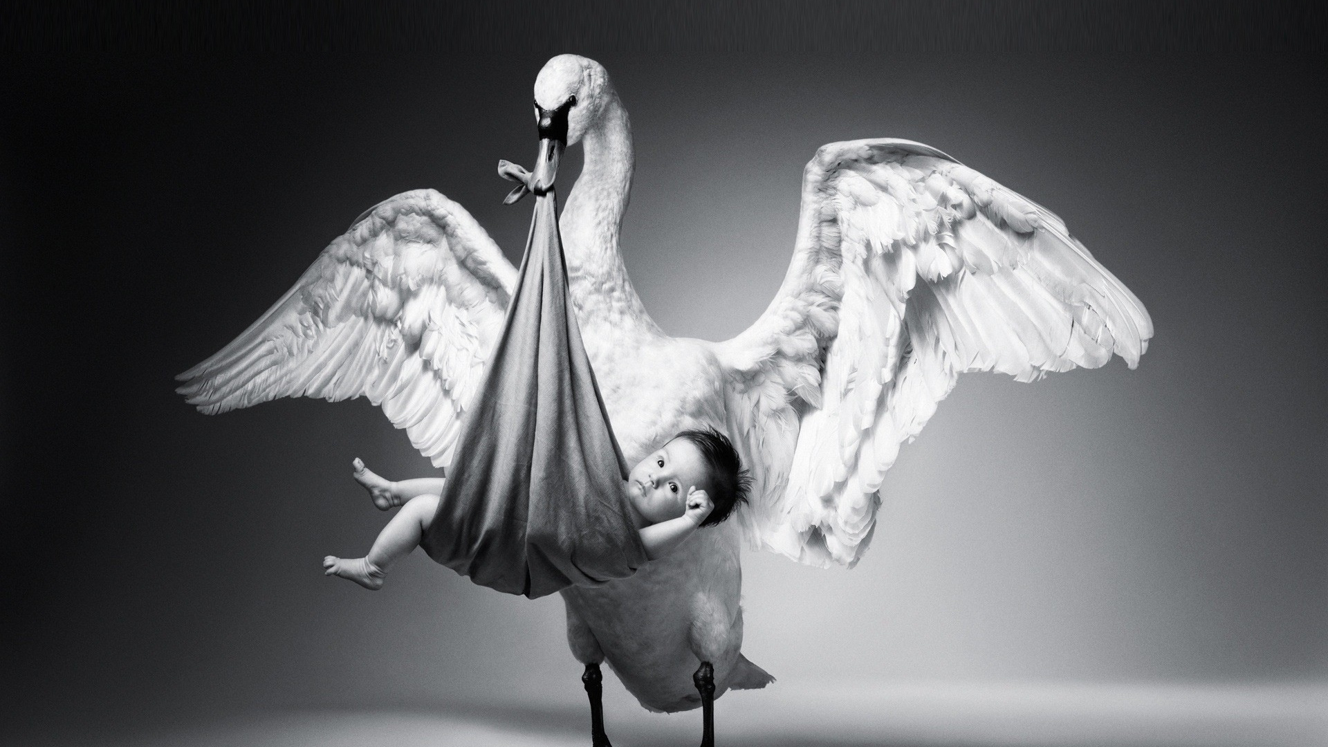 Deux Oiseaux Blancs Sur Une Surface Noire. Wallpaper in 1920x1080 Resolution