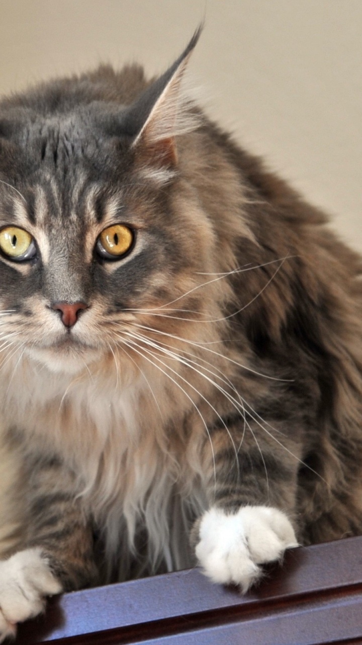 Brown and Black Cat on White Table. Wallpaper in 720x1280 Resolution