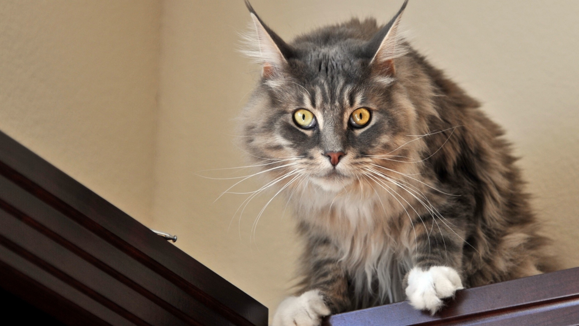 Chat Brun et Noir Sur Tableau Blanc. Wallpaper in 1920x1080 Resolution