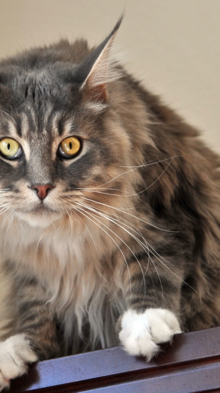 Gato Marrón y Negro en la Mesa Blanca. Wallpaper in 750x1334 Resolution