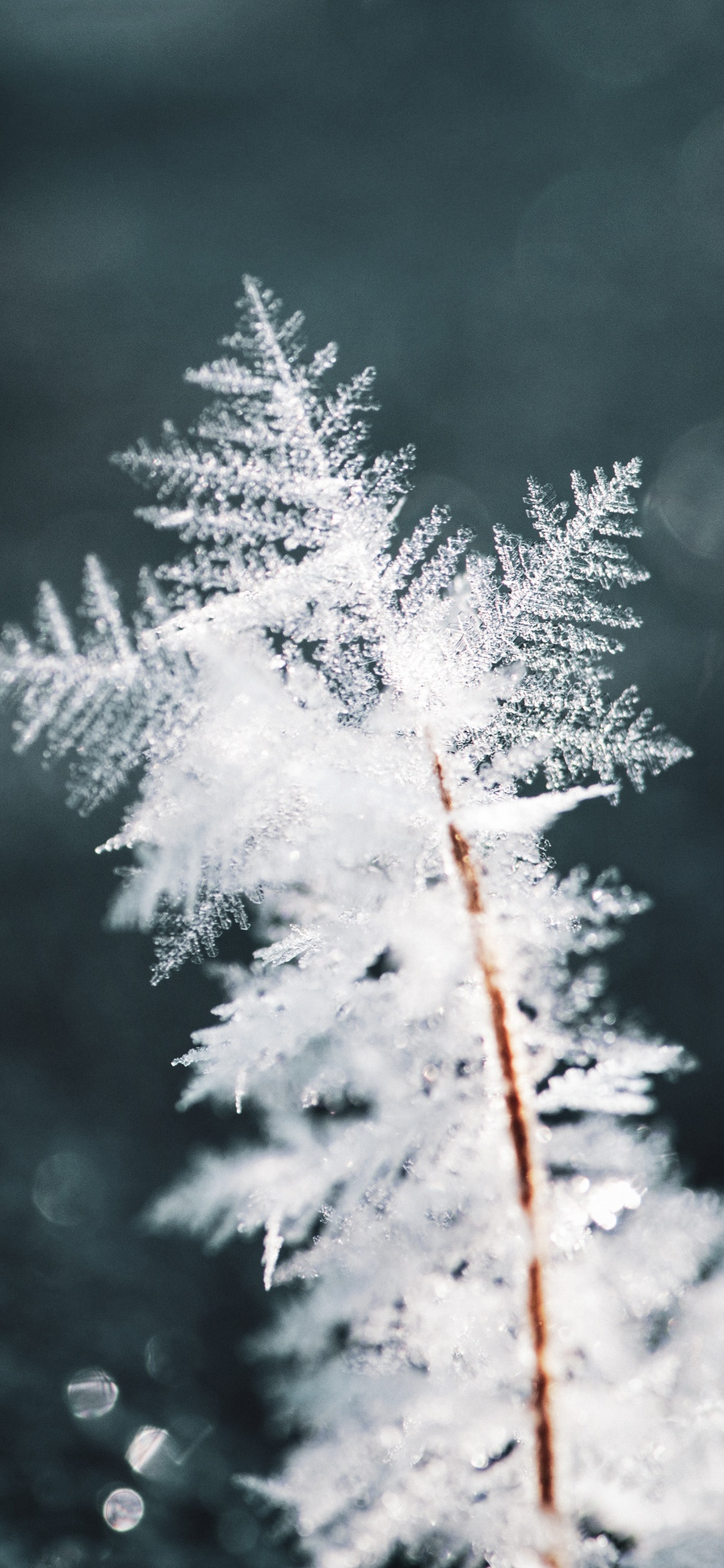 Winter, Schnee, Frost, Einfrieren, Branch. Wallpaper in 1125x2436 Resolution