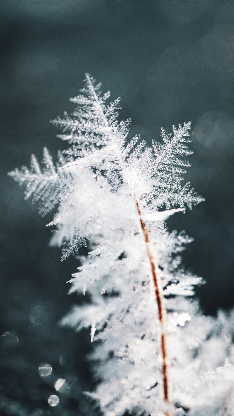 Winter, Schnee, Frost, Einfrieren, Branch. Wallpaper in 750x1334 Resolution