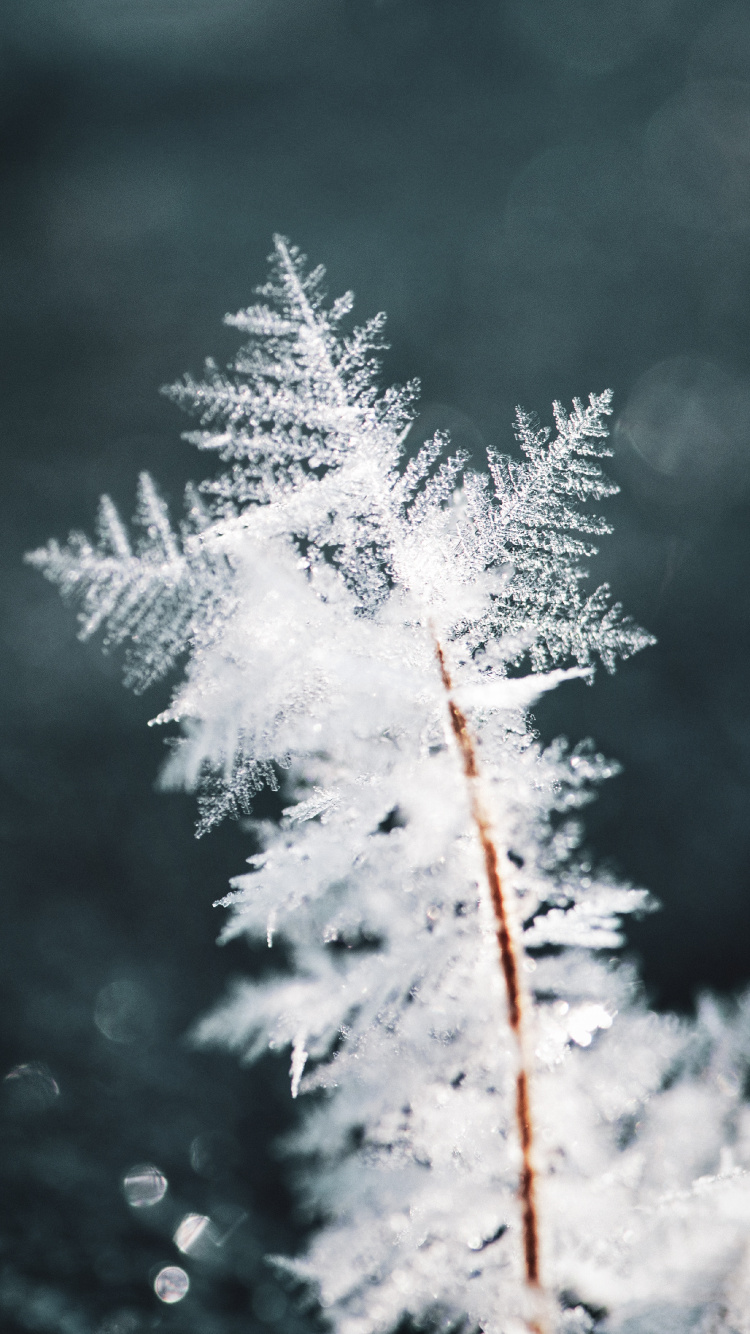 冬天, 冻结, 雪花, 天空, 鸡 壁纸 750x1334 允许