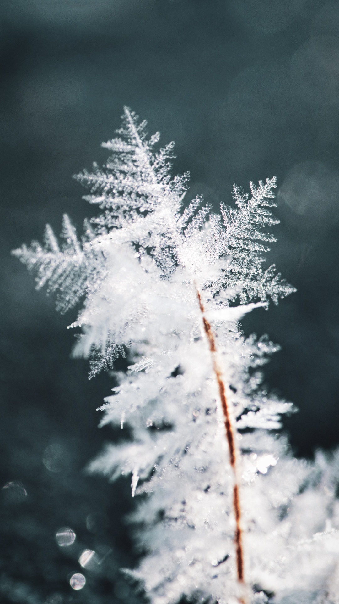 Winter, Snow, Frost, Freezing, Branch. Wallpaper in 1080x1920 Resolution