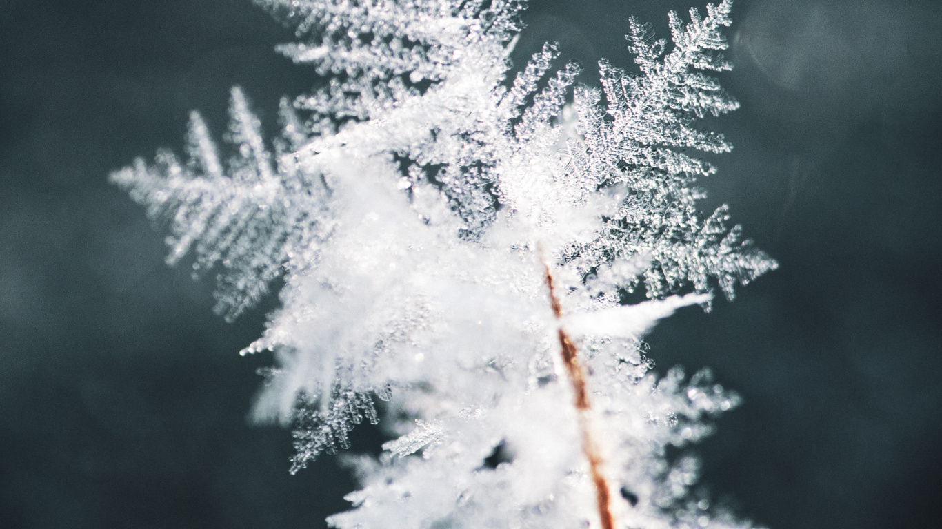 Winter, Snow, Frost, Freezing, Branch. Wallpaper in 1366x768 Resolution