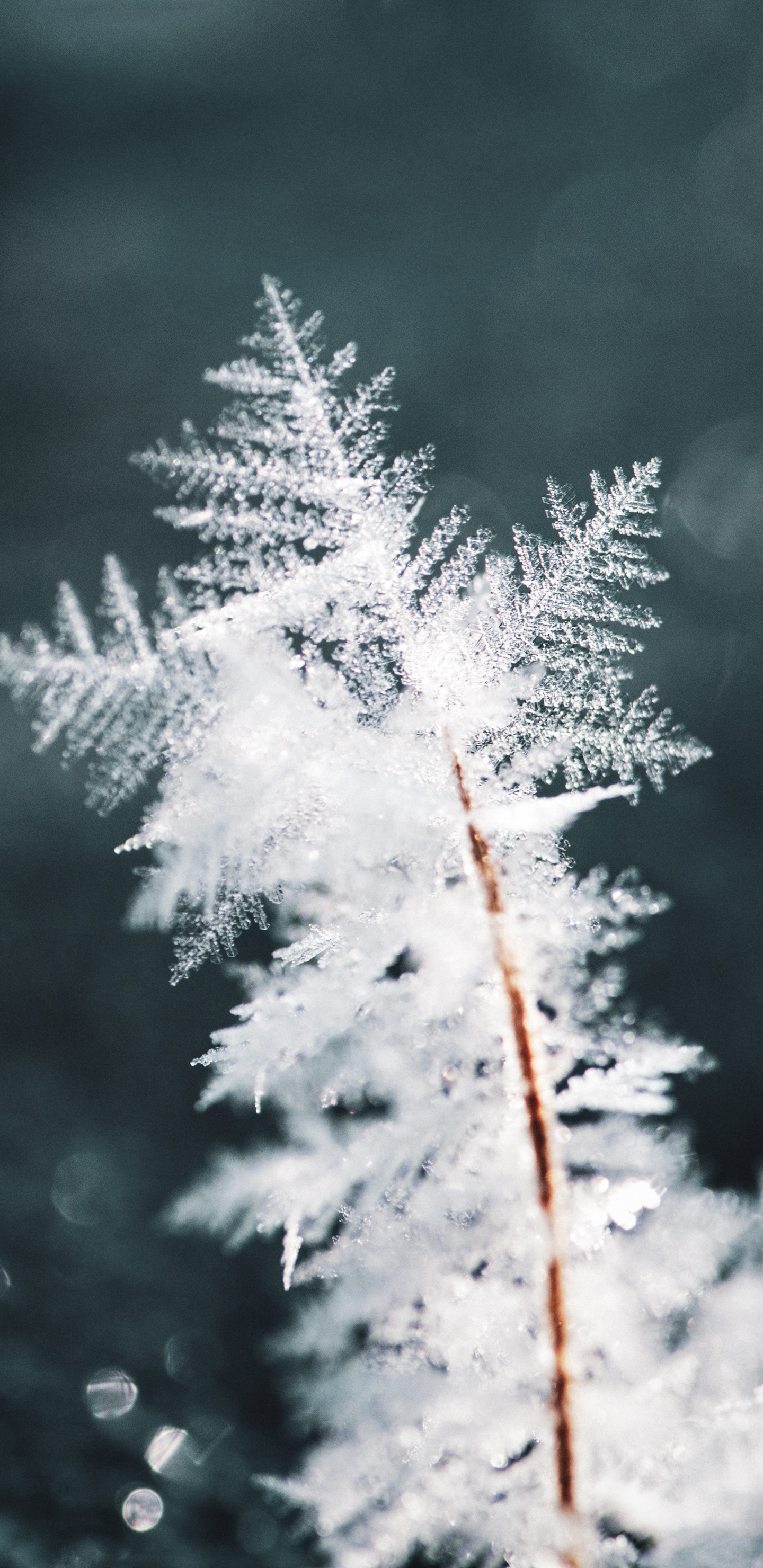 Winter, Snow, Frost, Freezing, Branch. Wallpaper in 1440x2960 Resolution