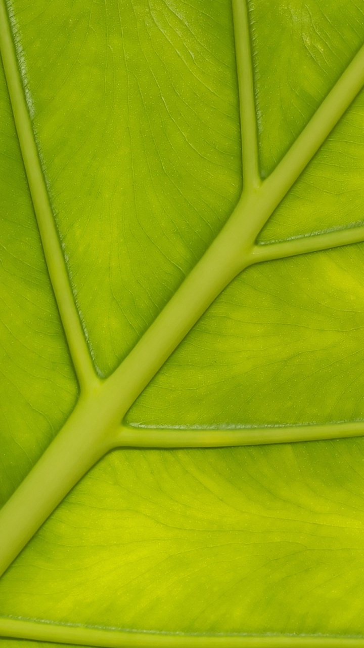 Grünes Blatt in Nahaufnahme. Wallpaper in 720x1280 Resolution