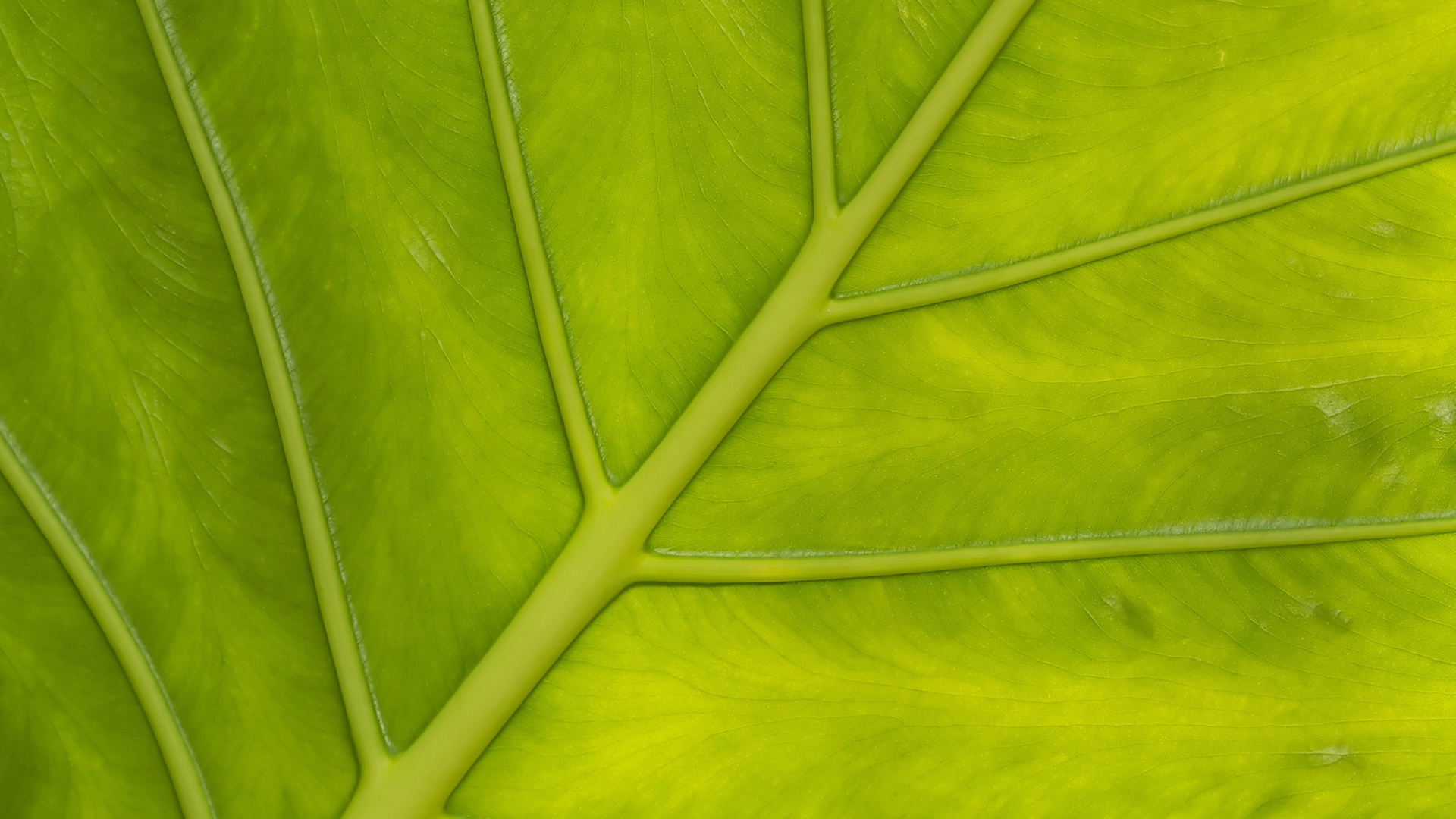 植物干, 纹理, 绿色的, 草, 植被 壁纸 1920x1080 允许