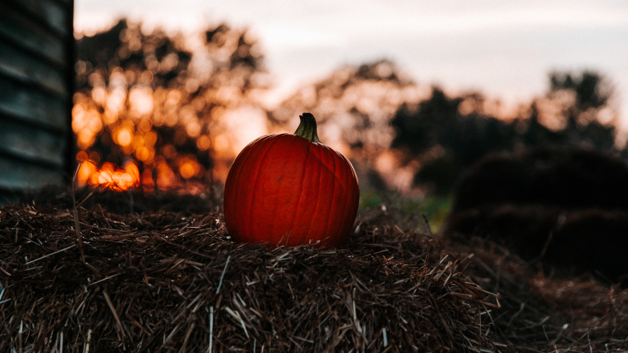 Citrouille, Red, Feuille, Fruits, Usine. Wallpaper in 1280x720 Resolution