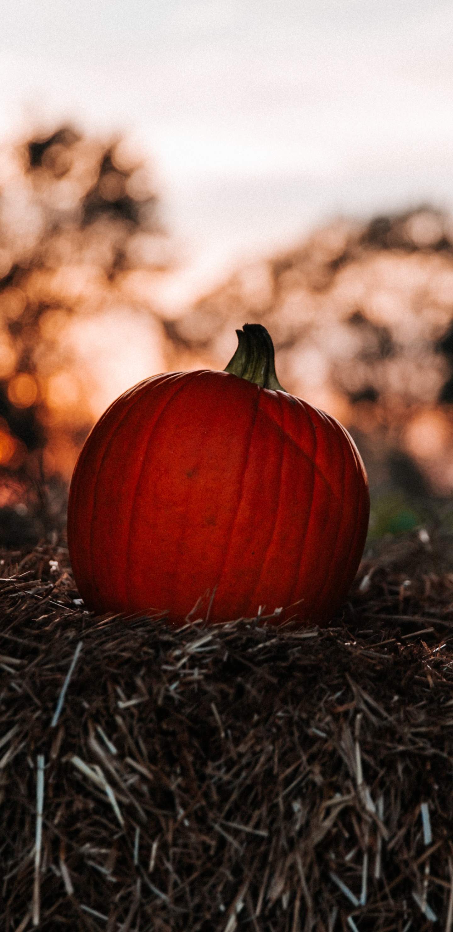 Citrouille, Red, Feuille, Fruits, Usine. Wallpaper in 1440x2960 Resolution